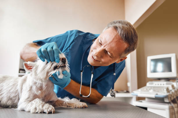 Best Mobile Emergency Dentist in Yakima, WA
